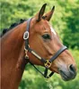 A close-up profile of a brown horse wearing a black halter with gold hardware. Produktbild-Vorschau