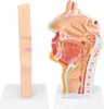 Anatomisches Modell der menschlichen Nase, Mundhöhle und Voir les images du produit 4