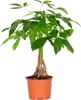 Bloomique - Pachira Aquatica - Glückskastanie - Produktbild-Vorschau 1