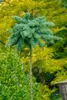 Larix kaempferi, Japanische Lärche, 80–100 cm Produktbild-Vorschau 9