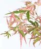 Japonský javor - Acer palmatum 'Taylor' - Výška 50-60cm - Náhľad obrázku produktu 4