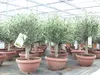 Olivenbaum Bonsai 70 - 90 cm Formgehölz, Olive winterhart, Produktbild-Vorschau 8
