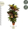 Codiaeum, Croton, Iceton, «arbusto delle meraviglie»: Anteprima dell’immagine prodotto 2