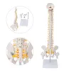 Model kręgosłupa, elastyczny anatomiczny model kręgosłupa z Podgląd zdjęcia produktu 9