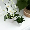 Hummingbird Orchids - White Phalaenopsis Orchid - Niagara Podgląd zdjęcia produktu 2