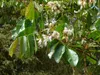 Fagiolo ghiacciato (Inga edulis)  - 3 semi germogliati Anteprima dell’immagine prodotto 2