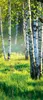 Türtapete Birkenwald Wald Gräser - 91x211 cm einteilig - Produktbild-Vorschau 2