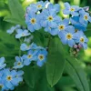 6 x zapomněnky bahenní - Myosotis palustris | květináč 9 cm Náhled obrázku produktu 2