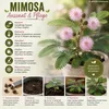 Pflanzensamen, Echte Mimose Produktbild-Vorschau 4
