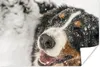 MuchoWow® Poster Ein Berner Sennenhund unter dem Schnee Produktbild-Vorschau 1