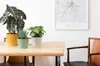 Three potted plants are arranged on a wooden table in front of a white wall with a framed map. Anteprima dell’immagine prodotto