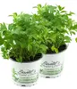 Enseleits 2er Set Liebstöckel Pflanze, Levisticum Produktbild-Vorschau 1