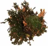 Lucky Reptile Rose de Jericho Voir les images du produit 3