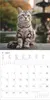 Katzen 2027 Produktbild-Vorschau 6
