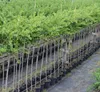 A row of potted plants with green leaves and brown stems, likely in a nursery or garden center. Produktbild-Vorschau