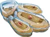 Triops Maxi de Luxe originale Anteprima dell’immagine prodotto 4