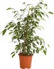 Dehner Birkenfeige Forever, Ficus benjamina, im Sortenmix, Produktbild-Vorschau 1