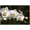 Triptychon auf leinwand weiße orchidee 120x80 cm Feeby Produktbild-Vorschau 3