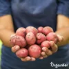 Saatkartoffeln Desiree A 28/35 (10 kg) - Organifer Produktbild-Vorschau 3