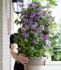 BALDUR Garten Gefüllte 1x Clematis Taiga®, Pflanze im 11 Produktbild-Vorschau 4