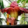Hlíza sloního květu (Amorphophallus paeoniifolius)  – 3 Náhled obrázku produktu 2