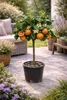 Drzewko pomarańczowe Arcobal 70–100 cm – Citrus sinensis Podgląd zdjęcia produktu 1