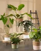 Mica Decorations Pia Table d'appoint en tronc d'arbre - H14 Voir les images du produit 8