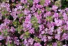 Stauden Gänge 100 x Thymus praecox 'Minor' - Produktbild-Vorschau 7