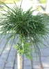 A close-up of a small, green, coniferous plant with thin, needle-like leaves, possibly a bonsai or young tree, with a blurred background of paving stones. Produktbild-Vorschau