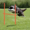 A dog jumping over an agility obstacle in a grassy field. Voir les images du produit