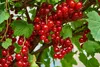 Close-up of red currants on branches with green leaves. Anteprima dell’immagine prodotto