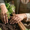 Hands planting a small plant in soil within a wooden planter. Náhľad obrázku produktu