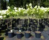 Hortensie Rispenhortensie Stamm 150 - 170 cm Limelight weiß Produktbild-Vorschau 1