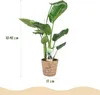 Green boutiQ - Zimmerpflanzen - Strelitzia Nicolai - Produktbild-Vorschau 3