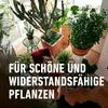 COMPO Blumendünger mit Guano 1,3 l Produktbild-Vorschau 5