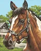 Noris Spiele Malen nach Zahlen - Pferdeportrait; 609240381 Produktbild-Vorschau 2