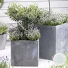 Bloomique - Olea Europaea - Olivenbaum Echt - Produktbild-Vorschau 2