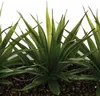 Atmosphera créateur d'intérieur umìlá aloe vera 3 kusy. Náhled obrázku produktu 2