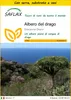 SAFLAX Insieme di coltivazione - Albero del drago - 5 semi Anteprima dell’immagine prodotto 1