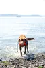 Chuckit Amphibious Bumper Small Voir les images du produit 33