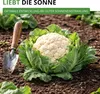 Winterblumenkohl Walcheren Samen - Brassica oleracea Produktbild-Vorschau 7