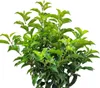 Laurier noble du Portugal 'Prunus Brenelia' Haute tige 80 - Voir les images du produit 2