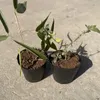 MIKONI Anzuchttöpfe | Ø 9 cm | 200 Stück | Folientöpfe Produktbild-Vorschau 6