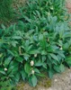 Prunus laurocerasus 'Herbergii', Kirschlorbeer, immergrün, Produktbild-Vorschau 3
