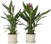 Tulipe siamoise - Curcuma 'Siam Splash' - Rose - H40-60cm - Voir les images du produit 4