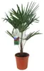 Sonderposten Chinesische Hanfpalme 70-100 cm  Trachycarpus Produktbild-Vorschau 1