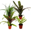 Mini-Bromelien-Set "Nature's Touch" - 4 Pflanzen mit Produktbild-Vorschau 2
