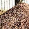 A pile of brown, pebble-like material, likely expanded clay aggregate, outdoors next to a tree and a fence. Produktbild-Vorschau