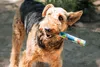 Chuckit Ultra Fetch Stick riciclabile NFD Anteprima dell’immagine prodotto 6