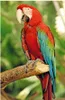 Exotische Tiere. Puzzle 54 Teile Produktbild-Vorschau 7